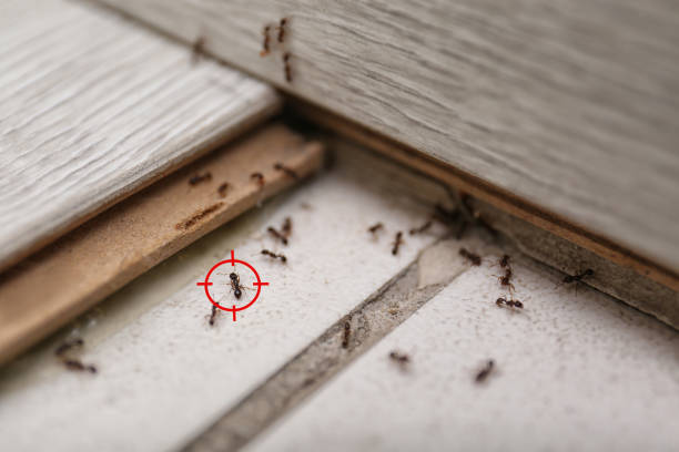 Flea Control Services in Casselberry, FL