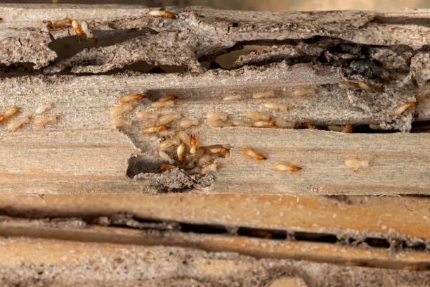 Best Insect Control  in Casselberry, FL